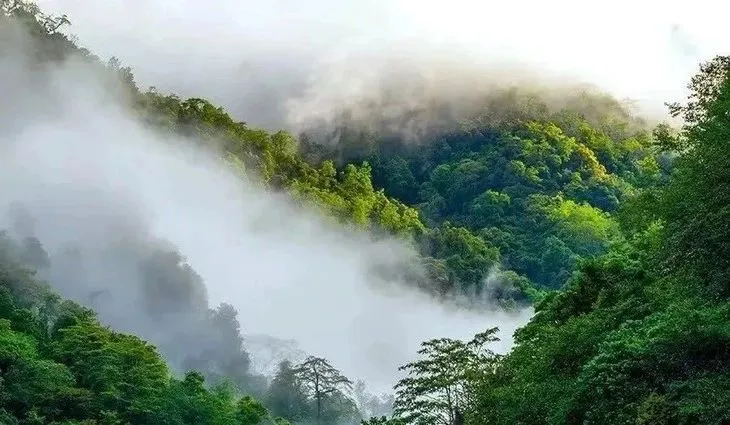 12.15-21【高黎贡山原始森林徒步+虎跳峡徒步】高黎贡秘境穿越，寻找“世界物种的基因库”！